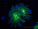 WYSIWYG RAH Euphyllia glabrescens (Cría Recifathome) 16C1