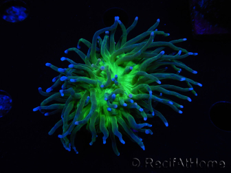 WYSIWYG RAH Euphyllia glabrescens (Cría Recifathome) 16C1