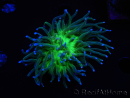 WYSIWYG RAH Euphyllia glabrescens (Allevamento Recifathome) 16C1