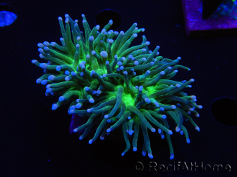 WYSIWYG RAH Euphyllia glabrescens (Cría Recifathome) 16C1