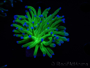 WYSIWYG RAH Euphyllia glabrescens (Cría Recifathome) 16C1