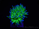 WYSIWYG RAH Euphyllia glabrescens (Cría Recifathome) 16C1