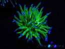 WYSIWYG RAH Euphyllia glabrescens (Elevage Recifathome) 16C1