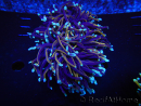 WYSIWYG RAH Euphyllia glabrescens (Allevamento Recifathome) 16C1