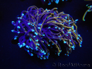 WYSIWYG RAH Euphyllia glabrescens (Allevamento Recifathome) 16C1