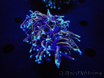 WYSIWYG RAH Euphyllia glabrescens (Recifathome Breeding) 16C1