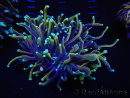WYSIWYG RAH Euphyllia glabrescens (Cría Recifathome) 16C1