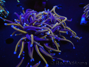 WYSIWYG RAH Euphyllia glabrescens (Elevage Recifathome) 16C1