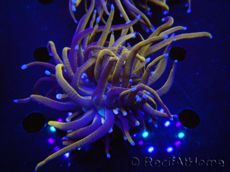 WYSIWYG RAH Euphyllia glabrescens (Allevamento Recifathome) 16C1