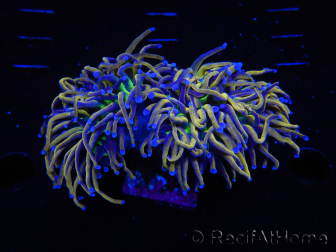 WYSIWYG RAH Euphyllia glabrescens (Allevamento Recifathome) 16C1