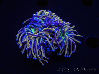 WYSIWYG RAH Euphyllia glabrescens (Zucht Recifathome) 16C1