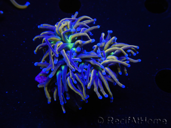 WYSIWYG RAH Euphyllia glabrescens (Elevage Recifathome) 16F4