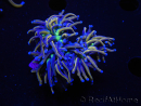WYSIWYG RAH Euphyllia glabrescens (Elevage Recifathome) 16C1