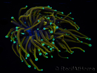 WYSIWYG RAH Euphyllia glabrescens (Allevamento Recifathome) 16C1
