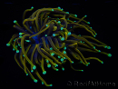 WYSIWYG RAH Euphyllia glabrescens (Allevamento Recifathome) 16C1