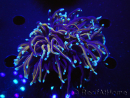 WYSIWYG RAH Euphyllia glabrescens (Cría Recifathome) 16C1