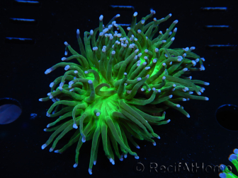 WYSIWYG RAH Euphyllia glabrescens (Elevage Recifathome) 16D1
