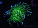 WYSIWYG RAH Euphyllia glabrescens (Allevamento Recifathome) 16C1