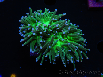 WYSIWYG RAH Euphyllia glabrescens (Cría Recifathome) 16C1