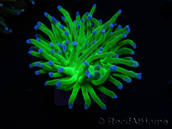 WYSIWYG RAH Euphyllia glabrescens (Elevage Recifathome) 16C1