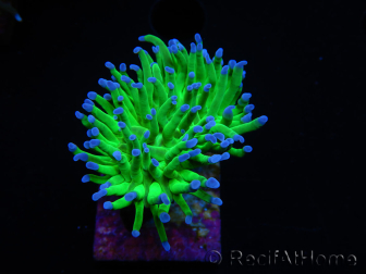 WYSIWYG RAH Euphyllia glabrescens (Elevage Recifathome) 16D5