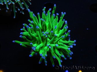 WYSIWYG RAH Euphyllia glabrescens (Cría Recifathome) 16C1