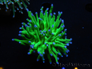 WYSIWYG RAH Euphyllia glabrescens (Elevage Recifathome) 16C1