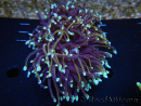 WYSIWYG RAH Euphyllia glabrescens (Cría Recifathome) 16C1