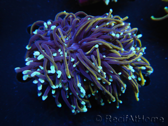 WYSIWYG RAH Euphyllia glabrescens (Allevamento Recifathome) 16C1