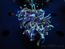WYSIWYG RAH Euphyllia glabrescens (Elevage Recifathome) 16C1