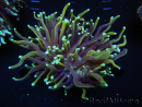WYSIWYG RAH Euphyllia glabrescens (Cría Recifathome) 16C1