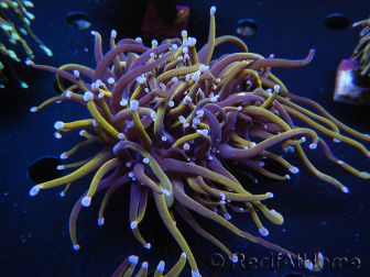 WYSIWYG RAH Euphyllia glabrescens (Recifathome Breeding) 16C1