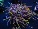WYSIWYG RAH Euphyllia glabrescens (Allevamento Recifathome) 16C1