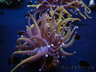 WYSIWYG RAH Euphyllia glabrescens (Recifathome Breeding) 16C1