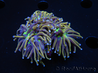 WYSIWYG RAH Euphyllia glabrescens (Allevamento Recifathome) 16C1