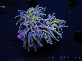 WYSIWYG RAH Euphyllia glabrescens (Elevage Recifathome) 16F3
