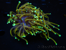 WYSIWYG RAH Euphyllia glabrescens (Elevage Recifathome) 16C1