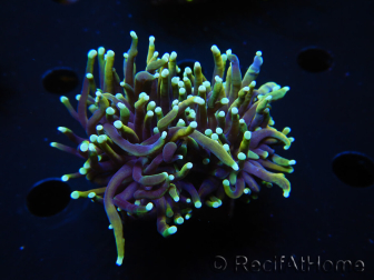 WYSIWYG RAH Euphyllia glabrescens (Elevage Recifathome) 16F5
