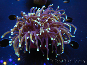 WYSIWYG RAH Euphyllia glabrescens (Allevamento Recifathome) 16C1