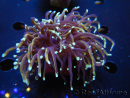 WYSIWYG RAH Euphyllia glabrescens (Elevage Recifathome) 16F6