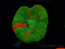 WYSIWYG Homophyllia australis (formerly Scolymia) Bleeding Apple 32 (6 cm)