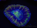 WYSIWYG Homophyllia australis (ex Scolymia) Red 16 (4.5 cm)