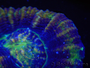WYSIWYG Homophyllia australis (ex Scolymia) Red 16 (4.5 cm)