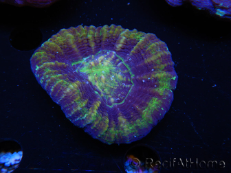 WYSIWYG Homophyllia australis (ex Scolymia) Red 16 (4.5 cm)
