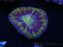 WYSIWYG Homophyllia australis (ex Scolymia) Red 16 (4.5 cm)