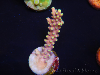 WYSIWYG RAH Acropora latistella Paleta 5H1