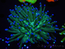 WYSIWYG- Heliofungia actiniformis Purple 1 (Scheletro 8,5 cm)