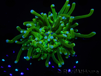WYSIWYG - Heliofungia actiniformis Purple 3 (8 cm)