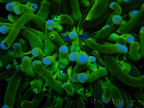 WYSIWYG- Heliofungia actiniformis Lila 3 (8 cm)