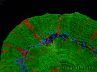 WYSIWYG Homophyllia australis (ehemals Scolymia) Warpaint 1 (5 cm)